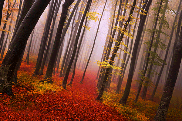 design photoshop photomanipulation Kielce autumn jesień matuszak