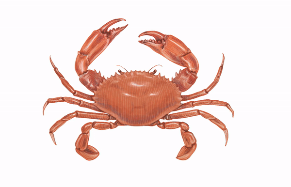 Process of drawing vector crab illustration. Work in progress