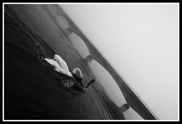 river fog foggy swan swans MORNING bridge black and white b&w water