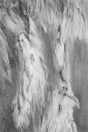 sand bw grayscale forest tasmania water Transformation shapes faces Nature