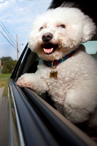 dogs Cars windows dogs in cars