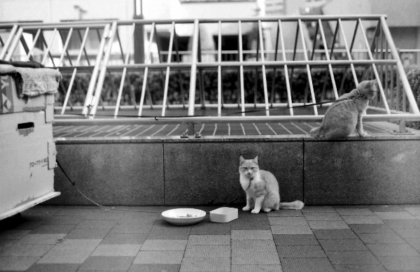 tokyo japan homeless Street life Ueno Park Analogue