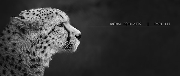 ANIMAL PORTRAITS - PART III