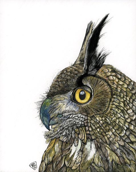 scratchboard owl Great Horned Owl watercolor bird prey feathers night Birds of prey aquaboard aquabord eyes birdeyes owleyes