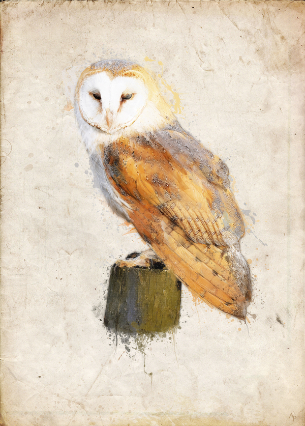 owl wildlife wild bird watercolor watercolour sketch tablet wacom texture canvas Nature
