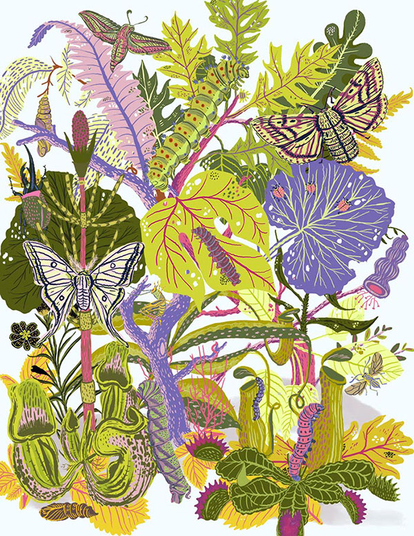 Colourful illustration of different leafy plants. Ladybugs, moths, cocoons and caterpillars camouflaged in amongst the plant material.