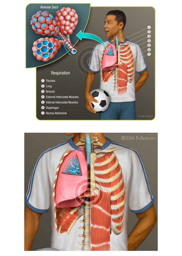 anatomy medical illustration biomedical biology human physiology eye heart lung skeleton muscle