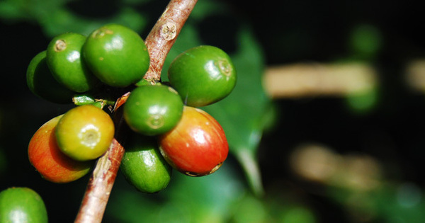 Coffee baristas Travel Origin passion ethiopia nicaragua Canada usa UK WBC Ethical quiet revoution