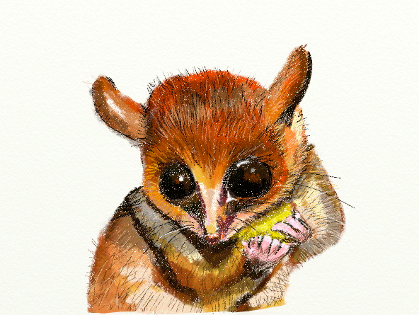 lemur ratón ilustracion artrage comic Microcebus berthae lineas lines Gabriela Corral Nature animal cuento story