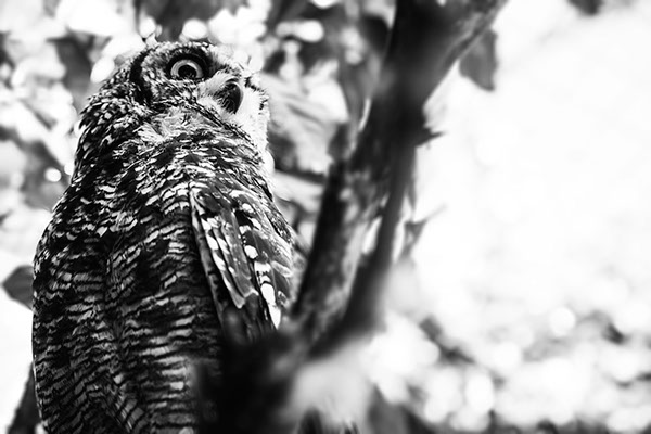 digital Nature birds owls fine art