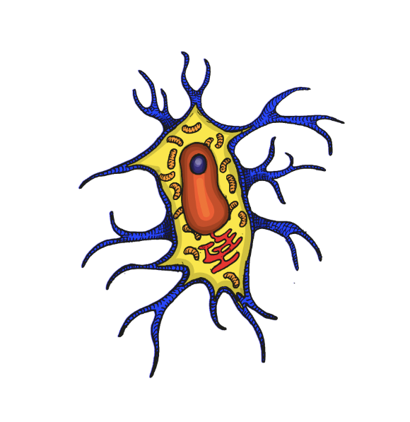 eukaryotic cells micro-organism ILLUSTRATION  anatomy medical Drawing  editorial Digital Drawing scientific