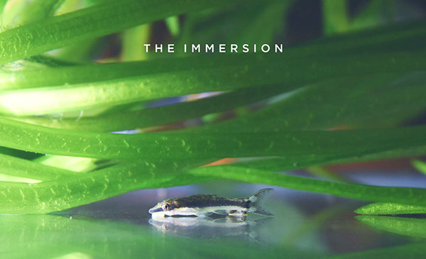 Aquascape by Derrick, The Immersion: 'Namaste'