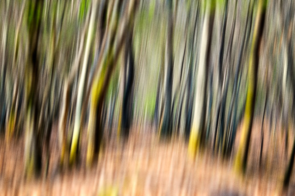 Tree   motion blur  nature