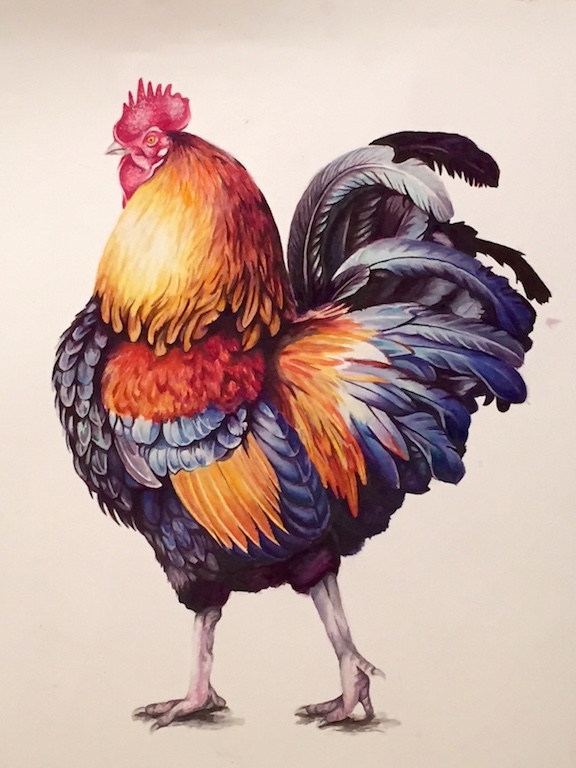 Rooster bird watercolor Project final