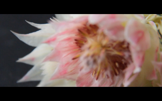 film-editing After effect motion Floral design