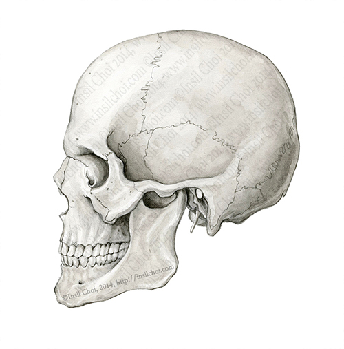 human brian anatomy brain academic hospital skull