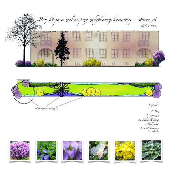 garden tenement hydrangeas shade-lover plants garden project