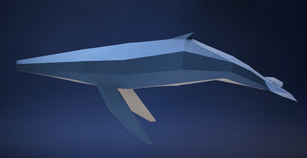 Cetáceos Cetaceans paper papel dolphin Whale narwhal delfin ballena narval under the sea bajo del mar criaturas marinas