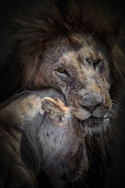 africa east africa kenya lion conservation