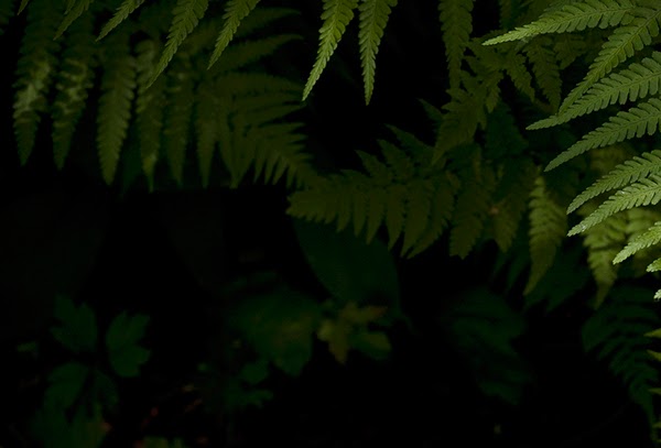 garden dark flower green summer secret
