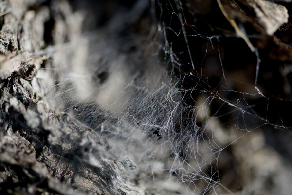 texture textures water sand rocks stone spider webs webs cob webs moss leaves Flowers bark wood wood grain
