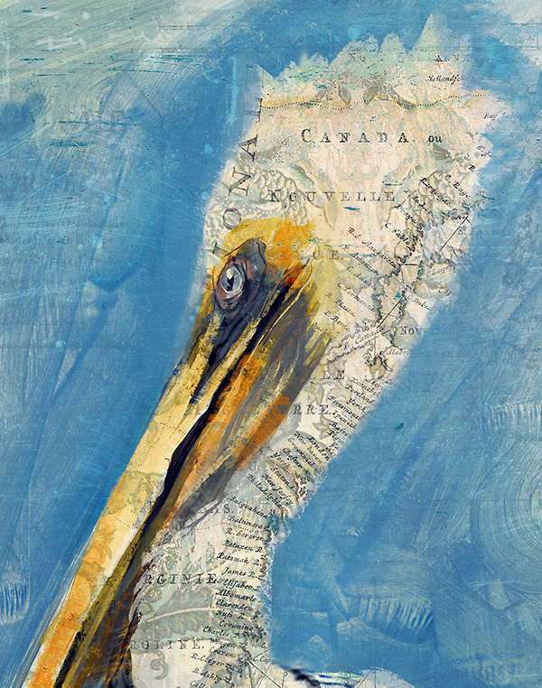 pelican Anthony Morrow bird nautical coastal