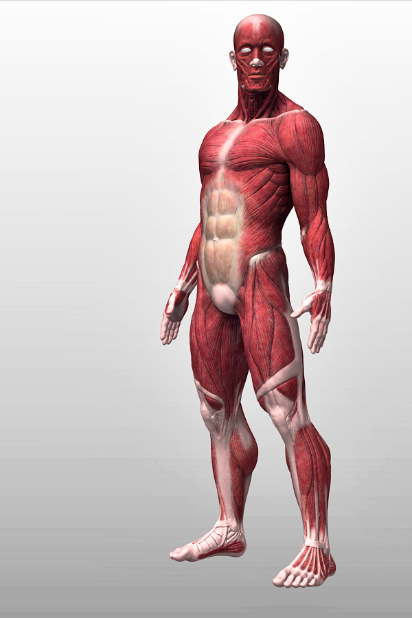 Ecorche muscles male model 3D anatomy human Polypainting Maya Zbrush flayed tendons