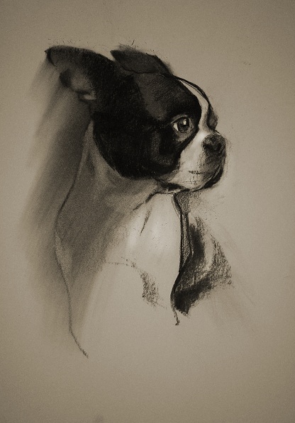 dog animal portrait boston terrier charcoal