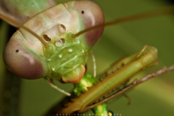 Macro Photography Insects flower close up photography Canon Image stacking