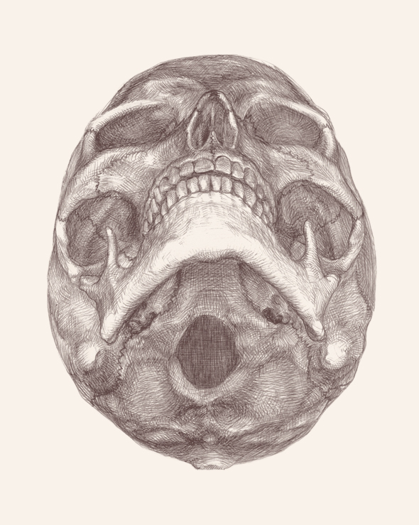 anatomy scientific skull medical watercolor detailed Human Body organs viscus anatomical