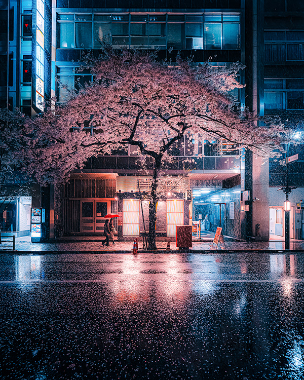 Cherry Blossom in the Night City