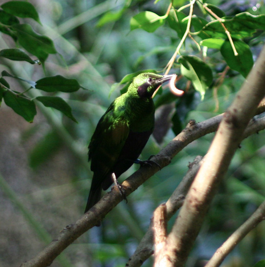 Nature wildlife Forests sunsets birds animals outdoors