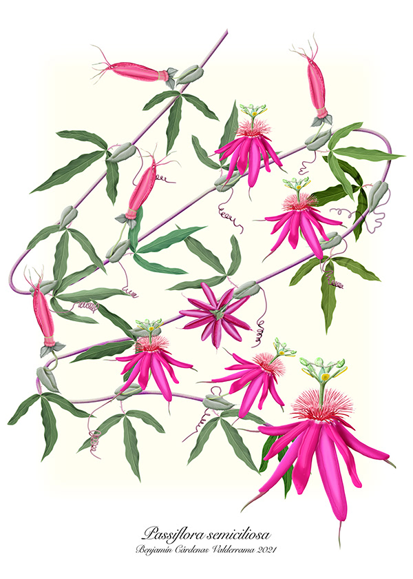 Passiflora simiciliosa