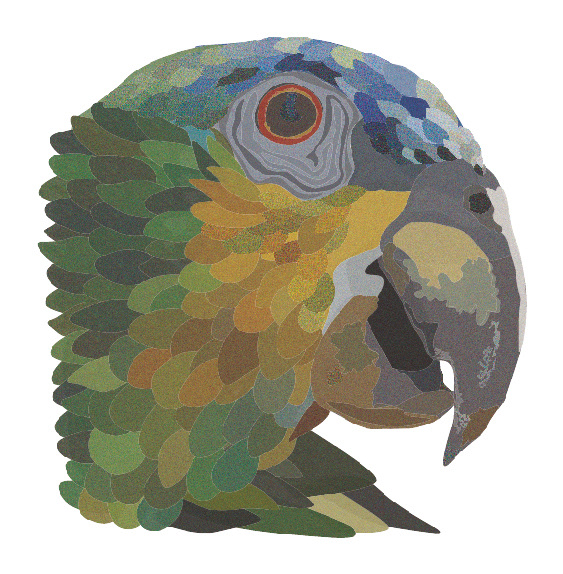 ilustracion aves diseño