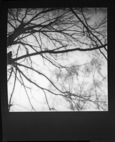 POLAROID cracow poland river people Tree  black frame black and white instant