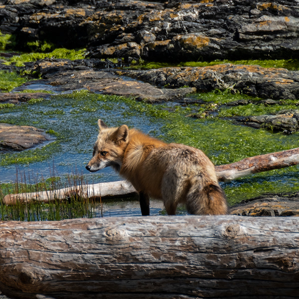 Foxes of San Juan Island