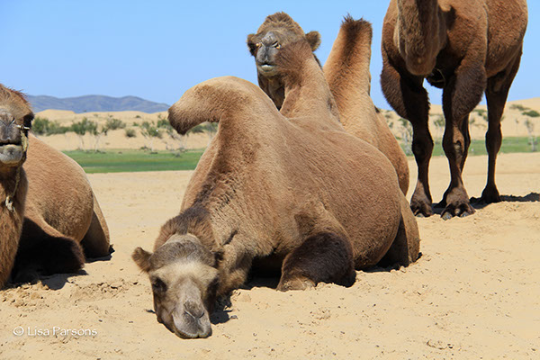How many humps does a camel have?
