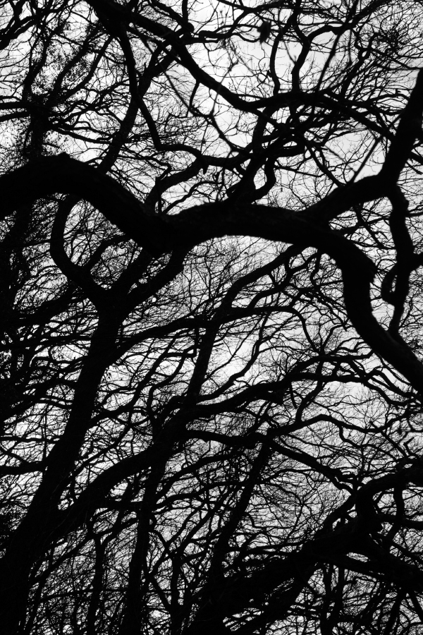 Tree  forest Nature network neuron connection b&w