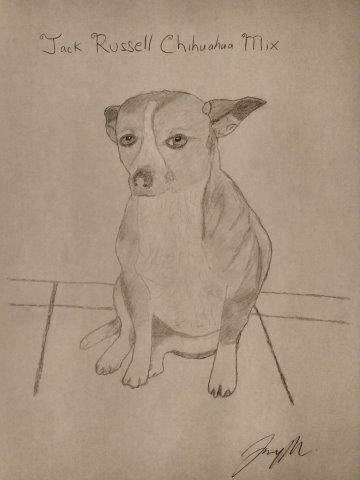 Jack Russell chihuahua dog freestyle pencil sketch Drawing  Canada