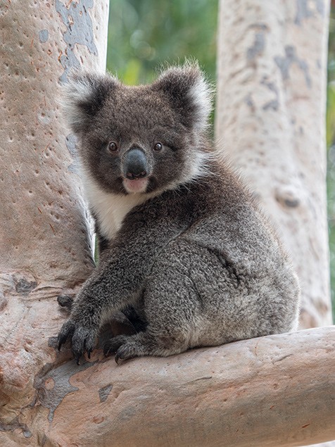 animal animals Australia fauna koala marsupial Nature wildlife