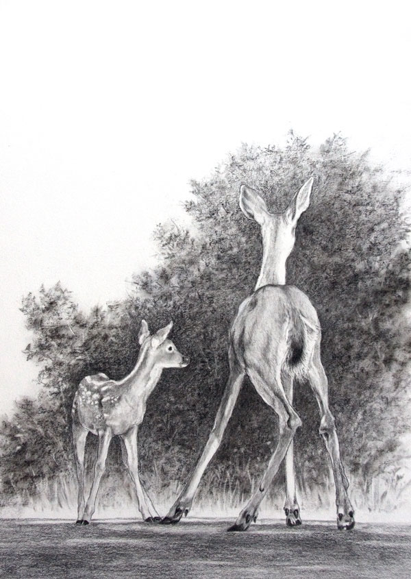 fine art acrylic dog English Setter pencil charcoal colored pencil wildlife deer doe fawn