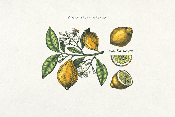 Lemons - Hand Sketched & Vector Set
