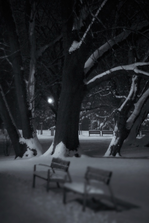 winter snow Park trees night light Monochromatic
