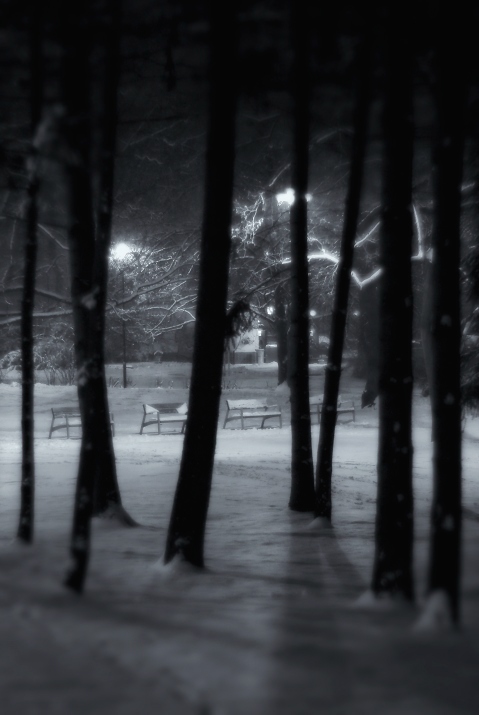 winter snow Park trees night light Monochromatic