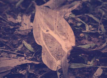 witch tarot forrest spider lake Tree  darkness leaf