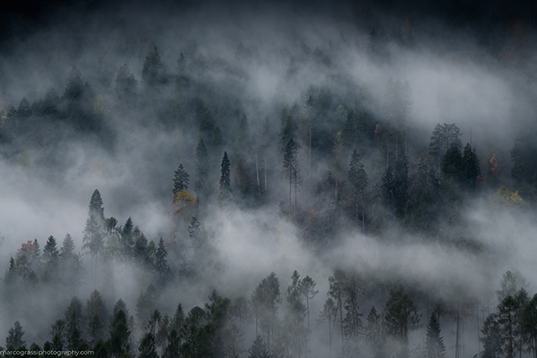 Trees & Mist - Dolomites