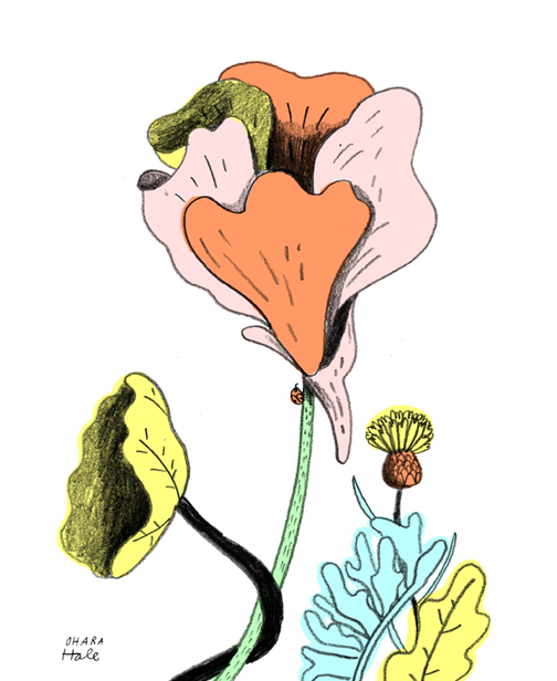 Nasturtium Kale ohara hale floral