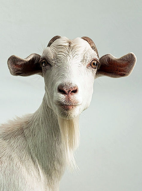 animals Portraiture dog goat pig sheep