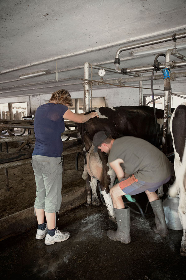 farm cows germany countryside Work  milk Production