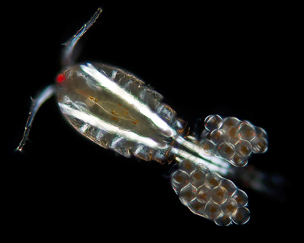 animals microscope macro exotic crustaceans